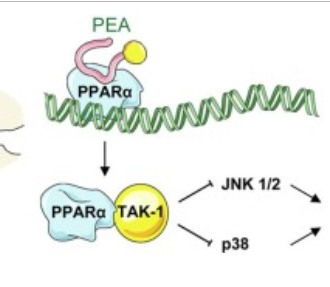 Palmitoylethanolamid (PEA, CAS 544-31-0) könnte ein neuer therapeutischer Ansatz für postoperative