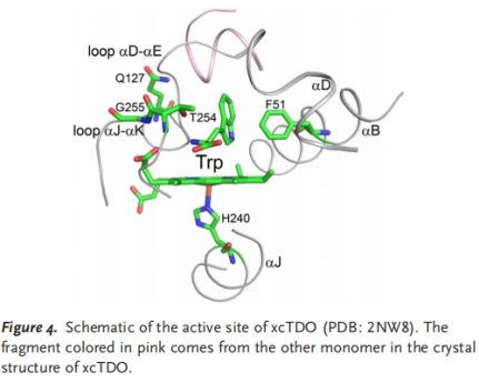 Geleitete Entwicklung einer Tryptophan-2,3-Dioxygenase für die diastereoselektive Monooxygenierung von Tryptophanen (Palmitoylethanolamid und Uracil hergestellt von Wuxi Furtherpharm)