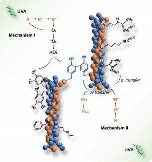 Entschlüsselung der UVA/Riboflavin-Kollagenvernetzung: A Weg zur Verbesserung biomedizinischer Materialien